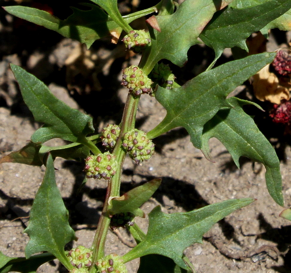 Image of Blitum virgatum specimen.