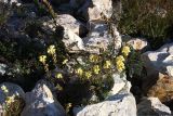 Linaria acutiloba. Цветущее и плодоносящее растение среди скальных обломков на берегу оз. Байкал (справа и впереди - листья полыни Гмелина). Иркутская обл., Слюдянский р-н, окр. порта Байкал. 27.09.2013.