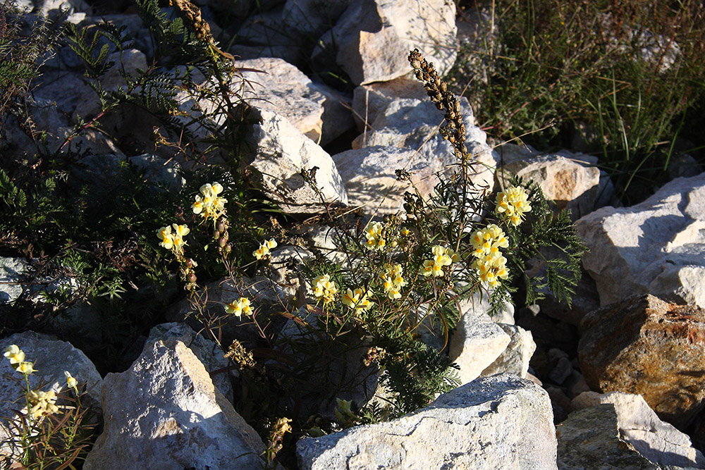 Image of Linaria acutiloba specimen.