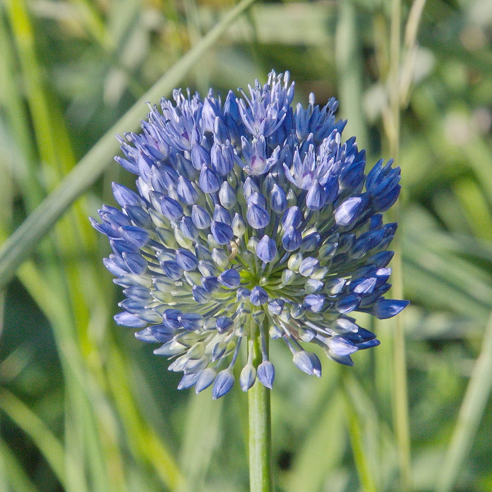 Image of Allium caeruleum specimen.