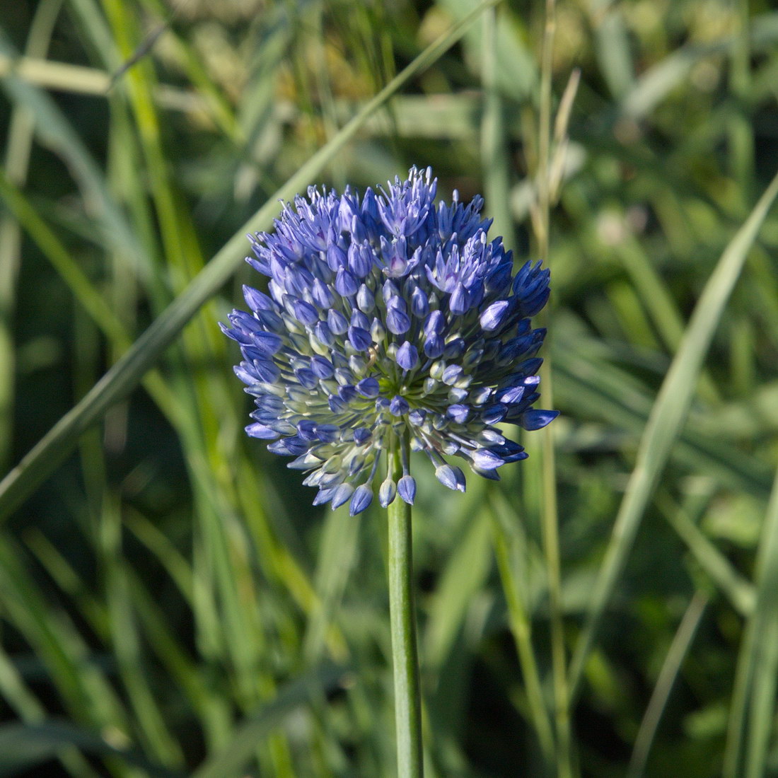 Изображение особи Allium caeruleum.