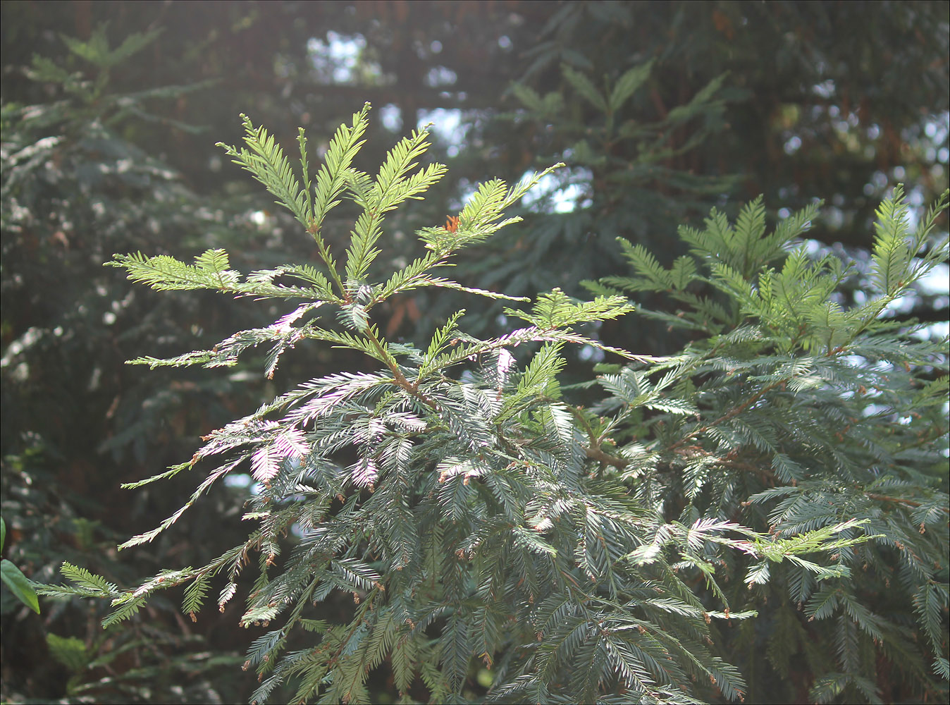 Изображение особи Sequoia sempervirens.