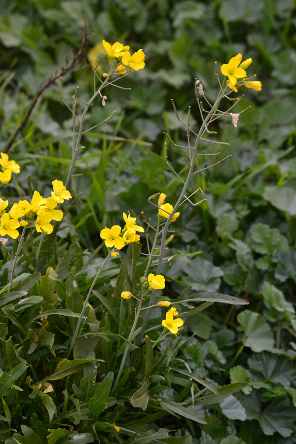 Image of Diplotaxis tenuifolia specimen.