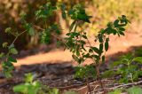 Euphorbia hypericifolia