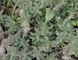 Ajuga iva