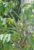 Syngonium podophyllum