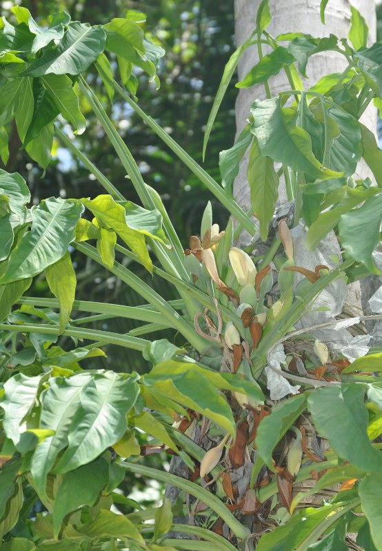 Изображение особи Syngonium podophyllum.