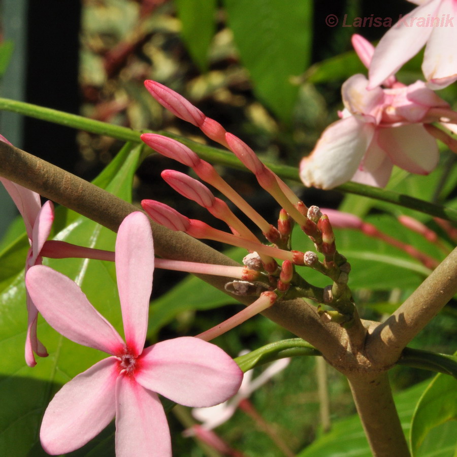 Image of Kopsia fruticosa specimen.