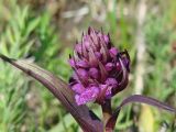 Dactylorhiza incarnata. Верхушка расцветающего растения. Иркутская обл., Иркутский р-н, левый берег р. Иркут, сырой луг. 11.06.2009.