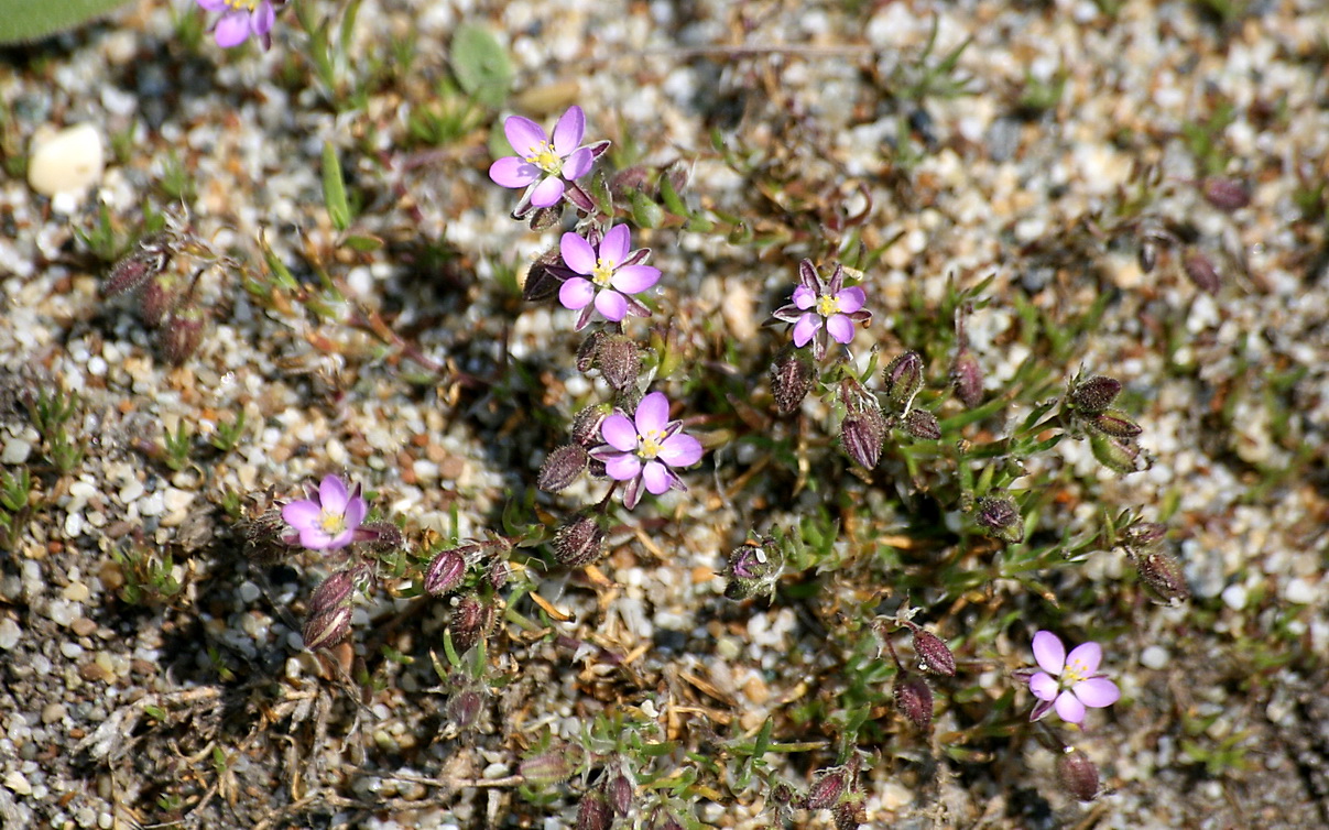 Image of Spergularia rubra specimen.