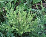 Lepidium densiflorum