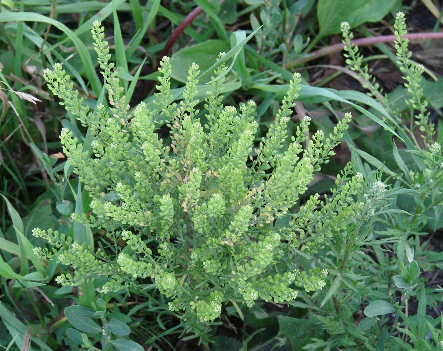 Image of Lepidium densiflorum specimen.