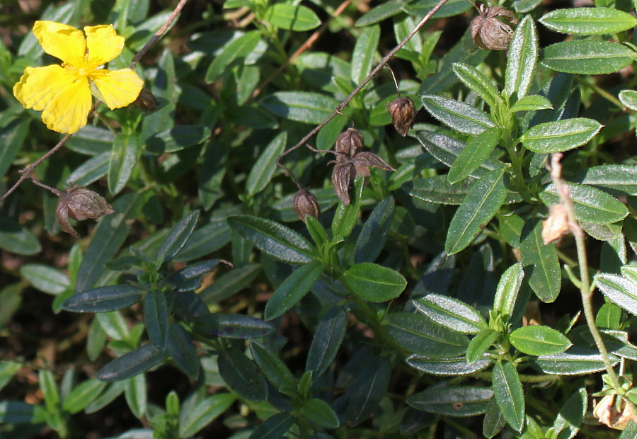 Image of Helianthemum variabile specimen.