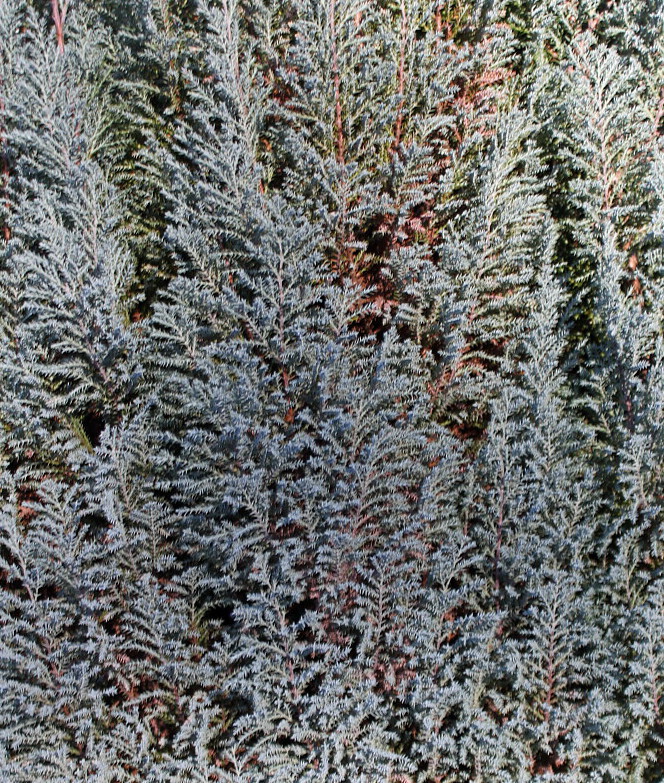 Изображение особи Juniperus communis.