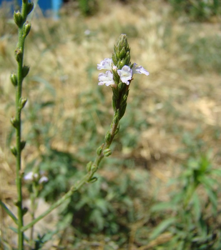 Image of Verbena officinalis specimen.