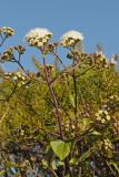 Ageratina adenophora. Верхушка растения с соцветиями. США, Калифорния, Сан-Франциско, сорное. 14.02.2014.