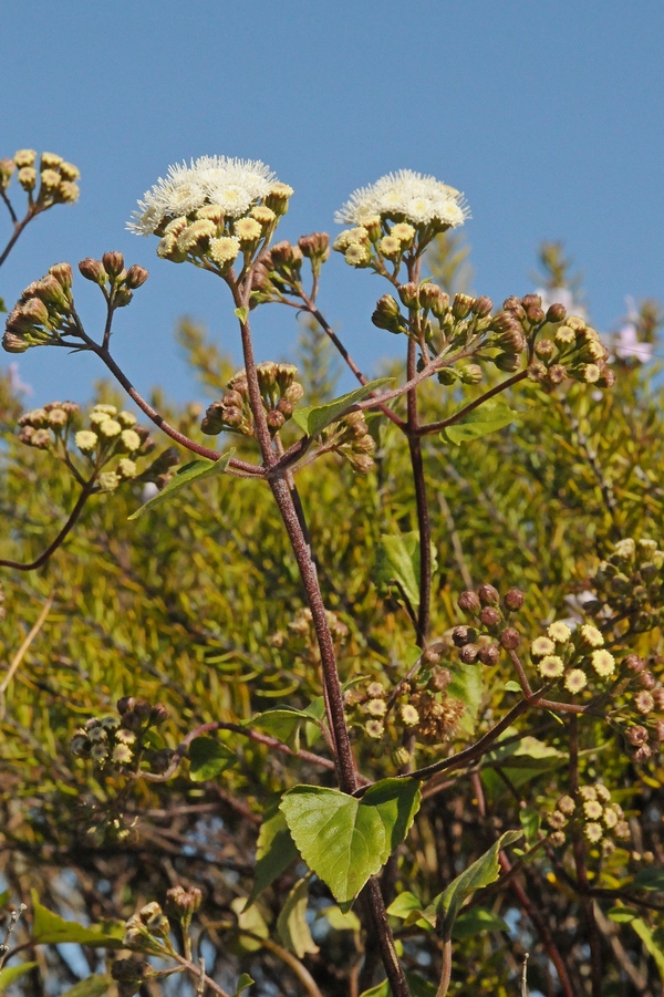 Изображение особи Ageratina adenophora.