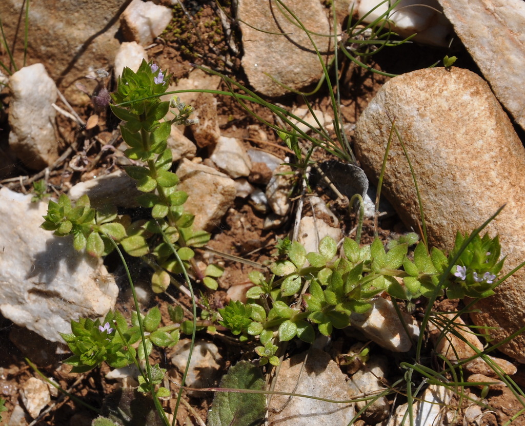 Image of Sherardia arvensis specimen.