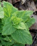 Scrophularia vernalis
