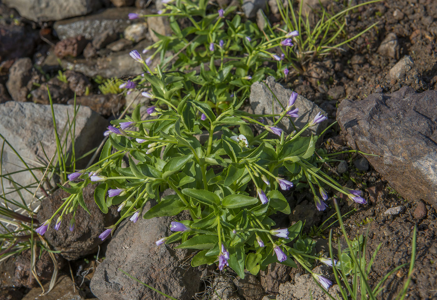 Image of Epilobium hornemannii specimen.
