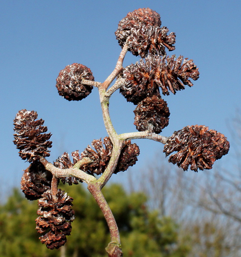 Image of Alnus incana ssp. rugosa specimen.