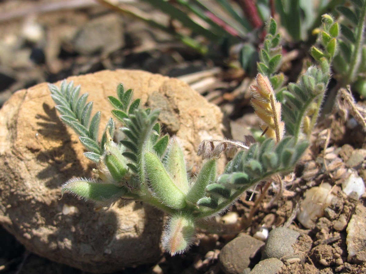Image of Astragalus sinaicus specimen.