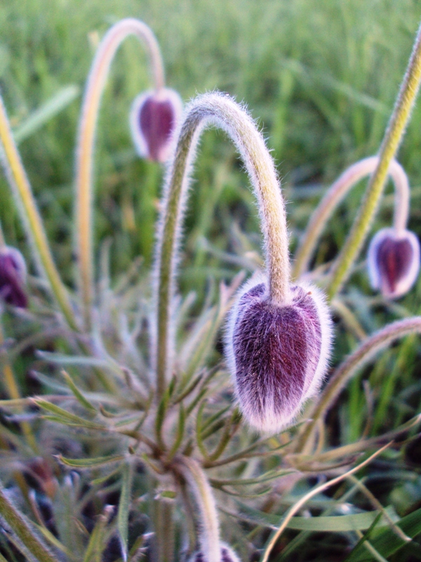 Image of Pulsatilla pratensis specimen.
