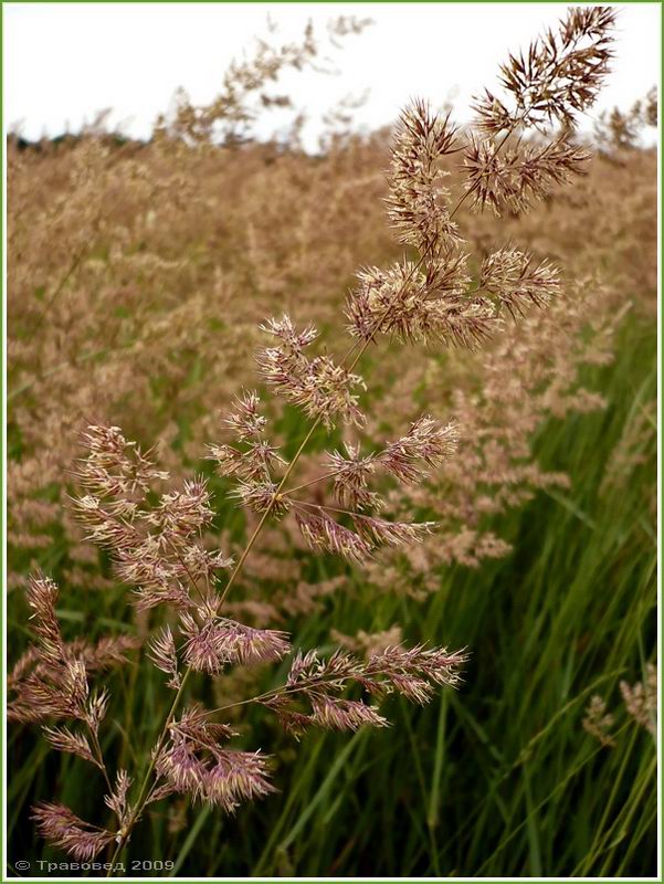 Изображение особи Calamagrostis epigeios.