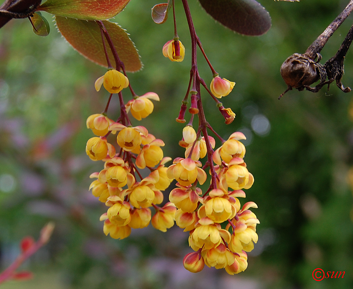 Image of Berberis vulgaris specimen.