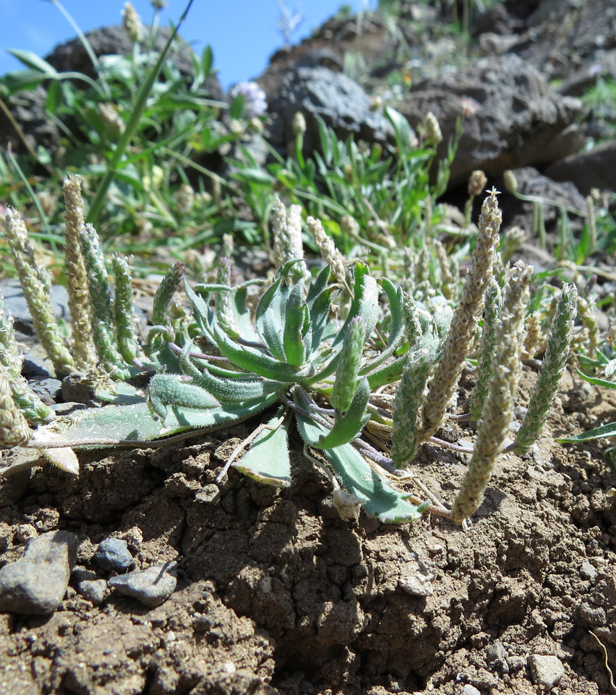 Изображение особи Plantago coronopus.