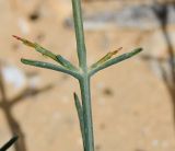 Noaea mucronata