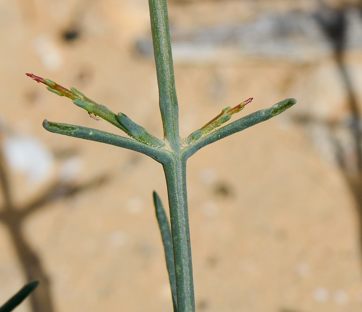 Изображение особи Noaea mucronata.