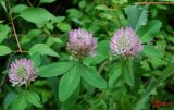 Trifolium medium