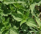 Urtica dioica