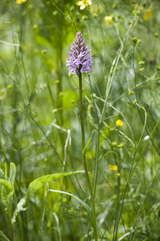 Image of Dactylorhiza fuchsii specimen.