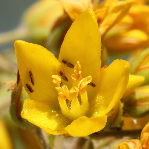 Image of Lysimachia vulgaris specimen.