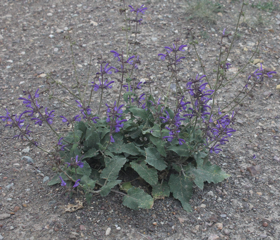 Image of Salvia kuznetzovii specimen.