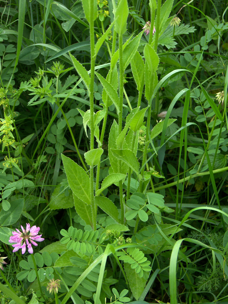 Image of Hesperis voronovii specimen.