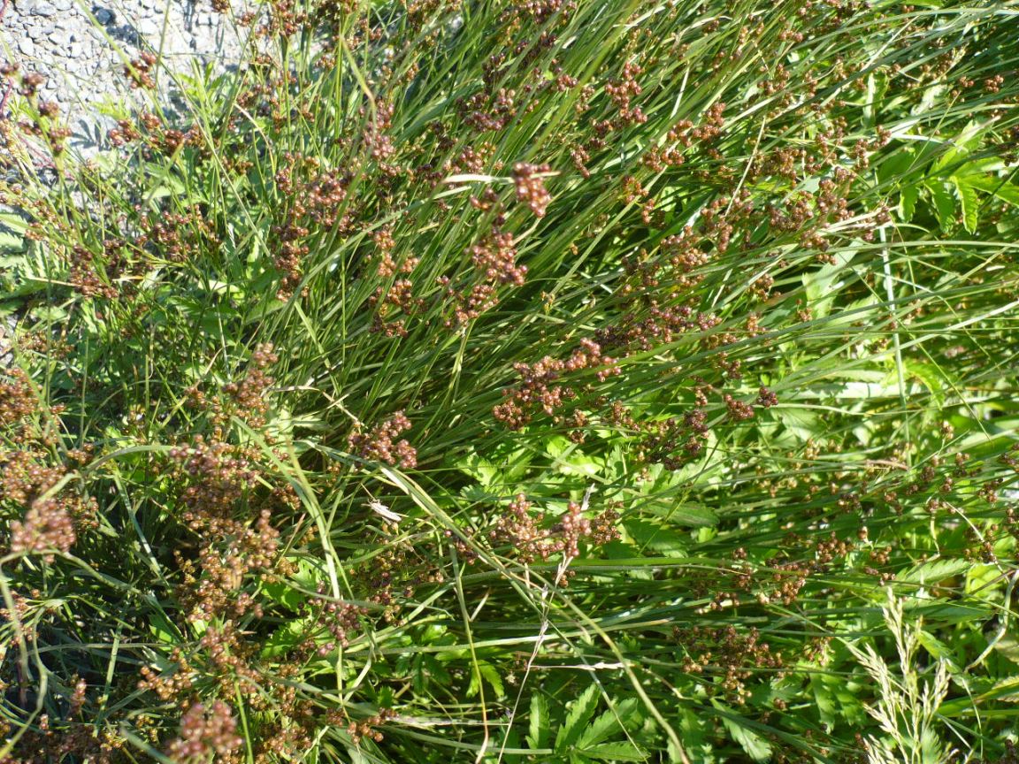 Изображение особи Juncus compressus.