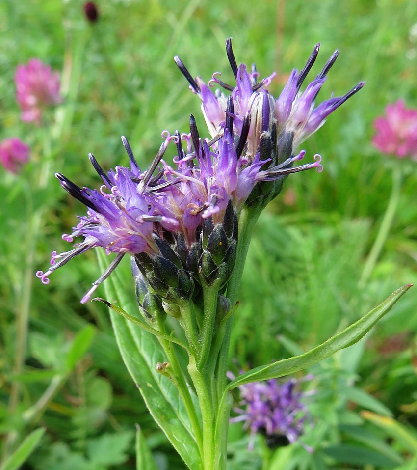 Image of Saussurea parviflora specimen.