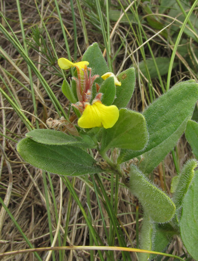 Image of Ajuga salicifolia specimen.