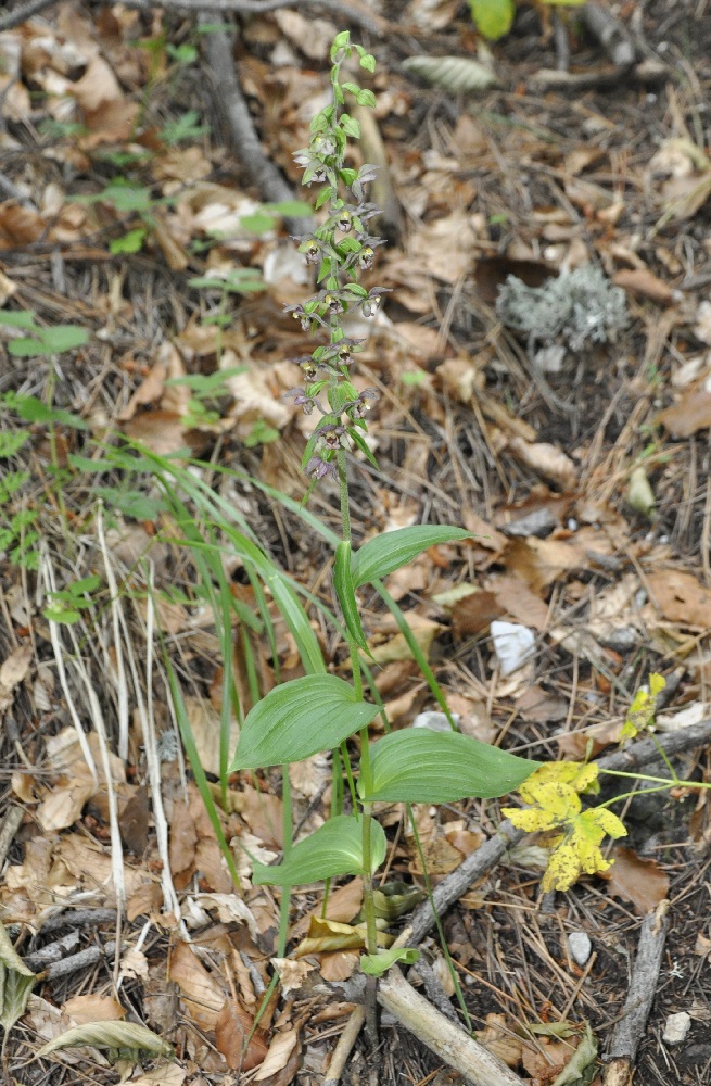 Изображение особи Epipactis helleborine ssp. degenii.