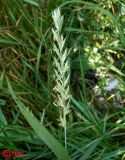 Elytrigia repens