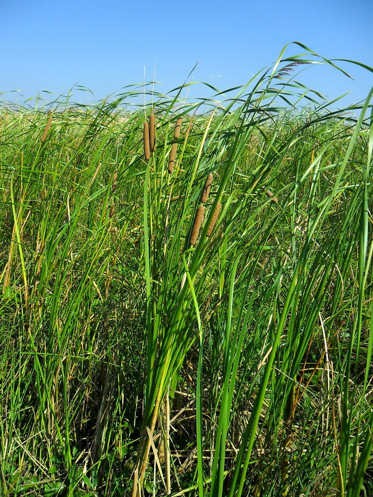 Изображение особи род Typha.