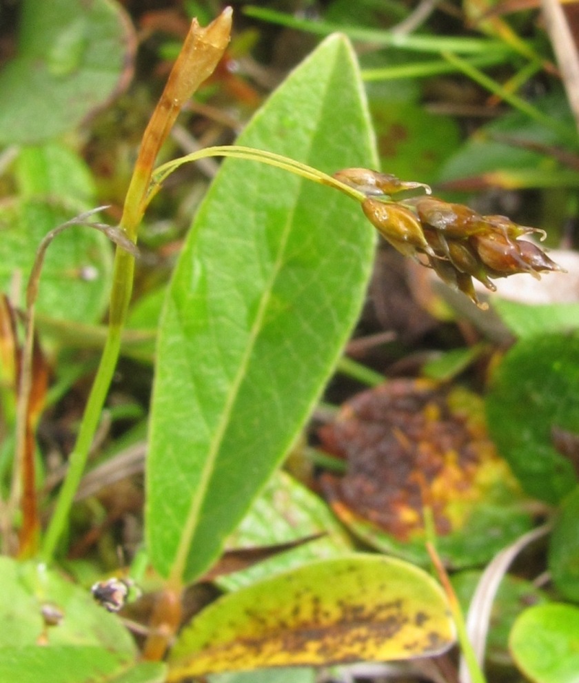 Image of Carex capillaris specimen.