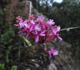 Epidendrum secundum. Соцветие. Перу, Анды, склон горы Мачу-Пикчу, археологический комплекс Мачу-Пикчу. 13 марта 2014 г.