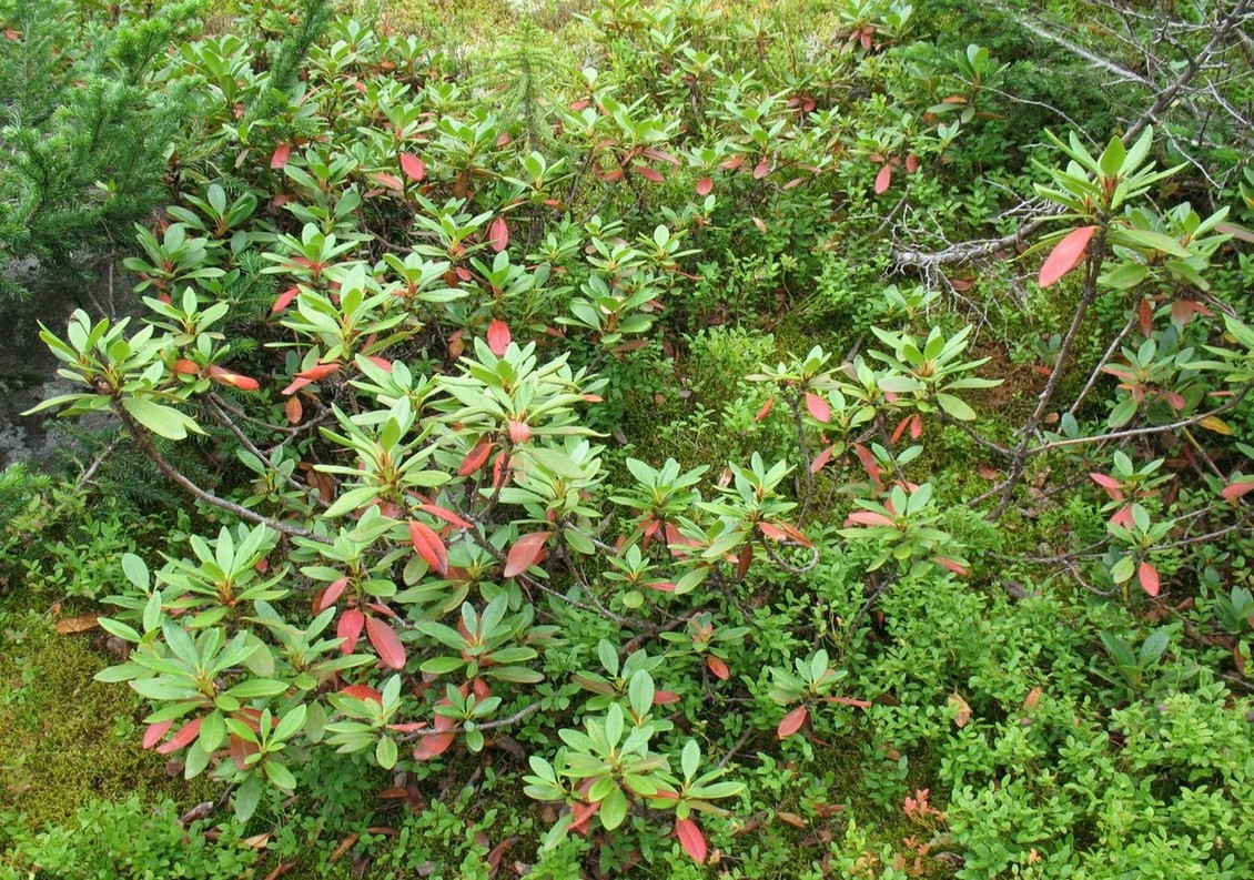 Image of Rhododendron aureum specimen.