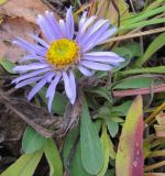 Aster alpinus. Цветущее растение. Татарстан, Бугульминский р-н. 12.10.2014.