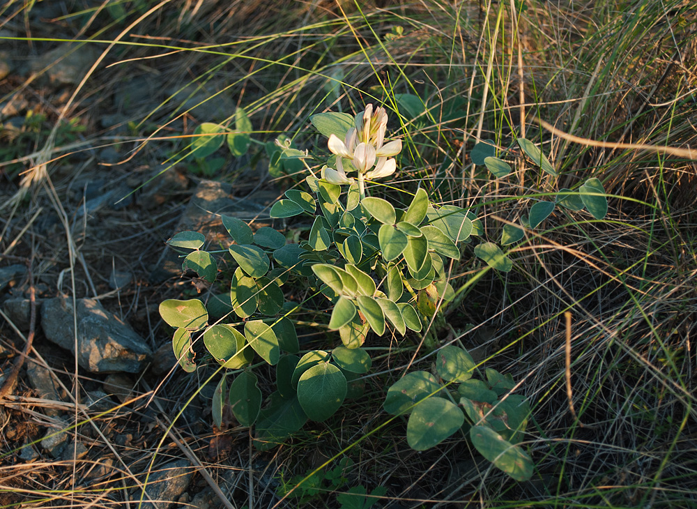 Image of Hedysarum splendens specimen.