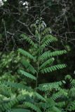 Amorpha fruticosa. Побег (листочки опущены на ночь). Белгородская обл., пос. Борисовка, дендрарий заповедника. 28.06.2009.